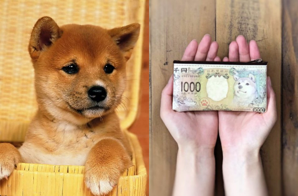日本國內限定！令和年最萌紙鈔「五百日幣豆柴紙鈔系列」11月開賣，柴犬迷準備團購