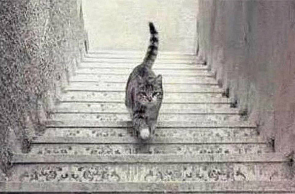 【心理測驗】圖中的貓，正在上樓還是下樓？了解你是樂觀人還是悲觀人