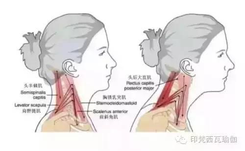 長期用電腦、手機導致「烏龜頸」?3招拯救你的脖子,擺脫肩頸痠痛!