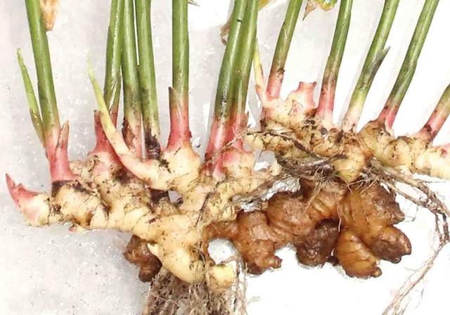 香料界的超級食物!男人「吃生薑」好處大公開,暖胃祛寒還能促進性慾!